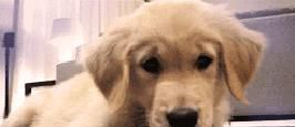 金毛犬寿命和年龄的鉴别要点