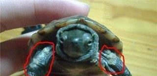 龟龟得了腐皮病如何治疗