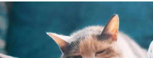 猫咪呕吐的治疗办法（呕吐的原因）