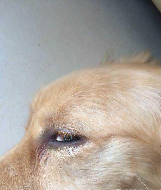 狗狗眼睛红肿怎么办？