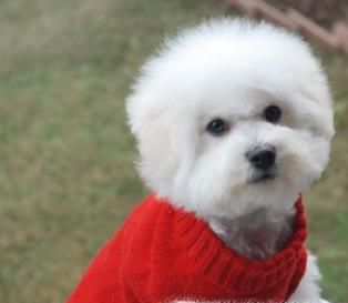 怎么养好比熊幼犬