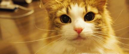 猫拉稀怎么办