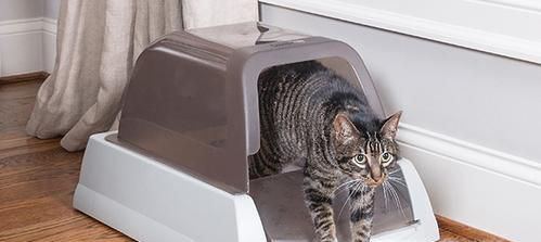 猫砂盆放哪里比较好？