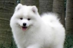 萨摩犬多少钱