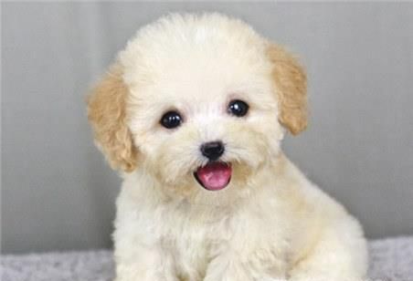 泰迪犬怎样断尾