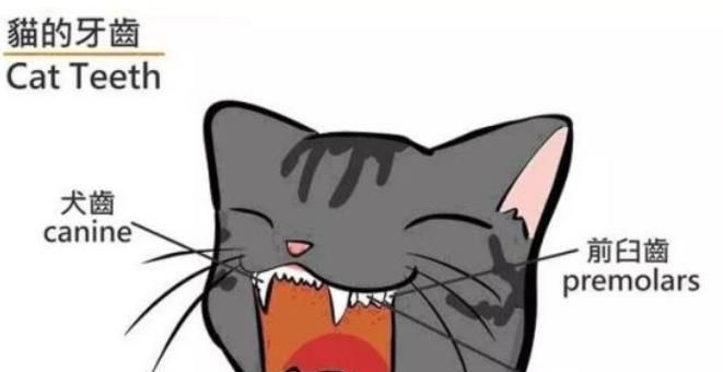 怎么通过牙齿判断猫咪的年龄