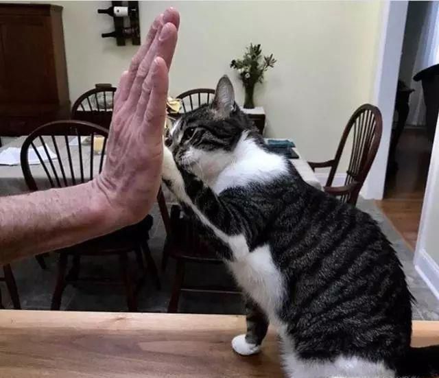 如何如何训练猫咪击掌