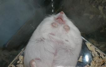 教你如何判断以及养护怀孕仓鼠