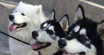为什么萨摩耶犬, 阿拉斯加, 哈士奇是雪橇三傻