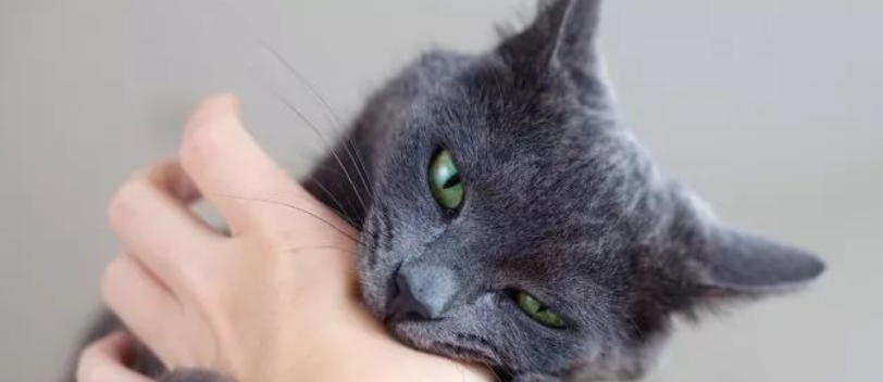 被猫咬了怎么办