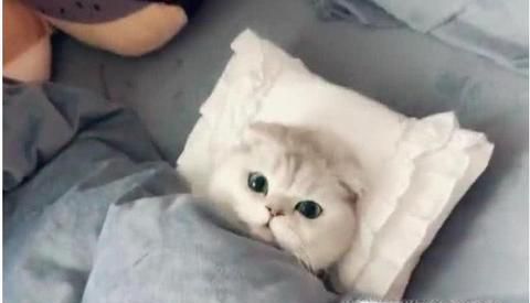 猫咪床上尿尿的原因和应对方法