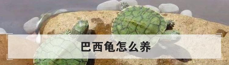巴西龟怎么养