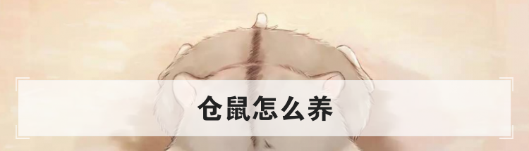 仓鼠怎么养