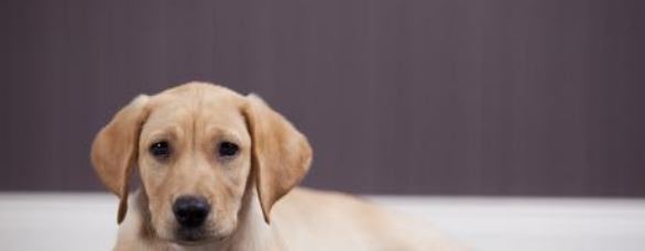 世界十大名犬排行榜