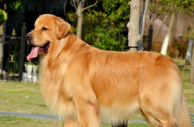 金毛犬怎么训练