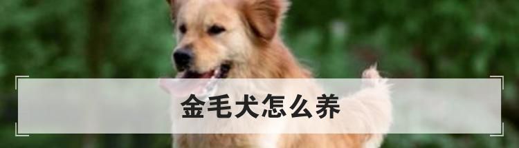 金毛犬怎么养