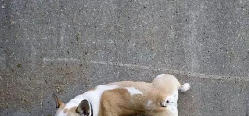 小狗怎么训练不在屋里大小便