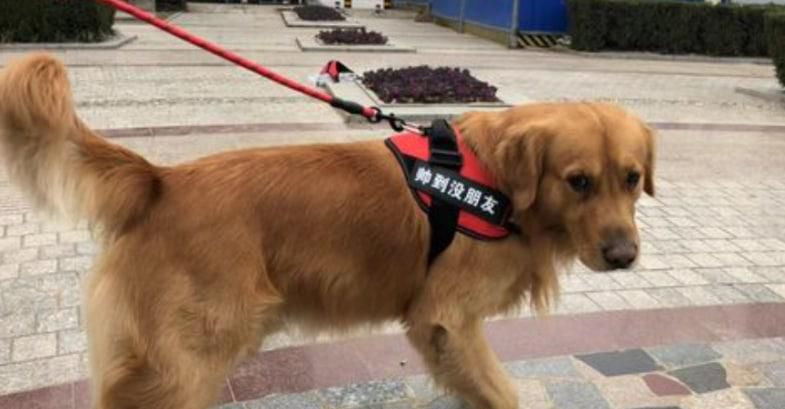 怎么让狗狗习惯戴上项圈