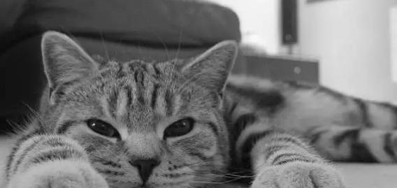 猫咪抑郁症治愈方法