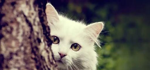 猫躲在沙发底下不出来怎么办