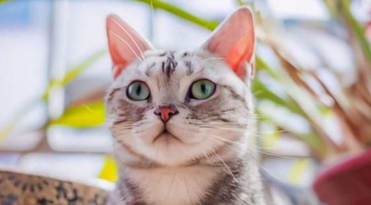 怎么让猫咪认可自己