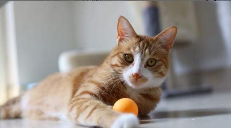 猫咪嘴里有腥臭味怎么办