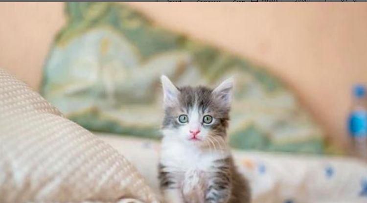 猫咪到新环境不上厕所怎么办