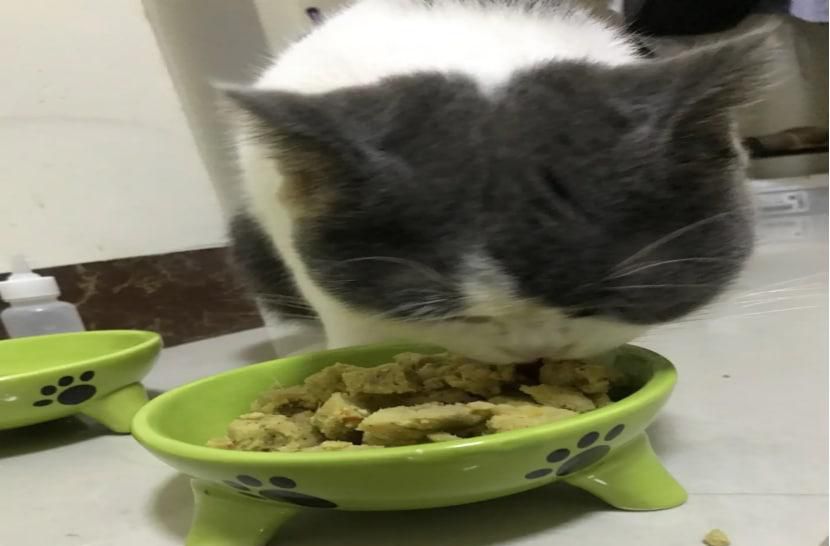 如何自制猫粮