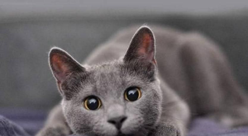 蓝猫感冒了怎么办