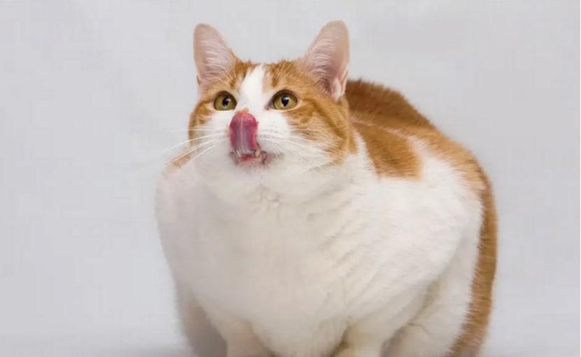 怎么给猫咪增肥