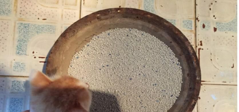 如何教猫咪使用猫砂