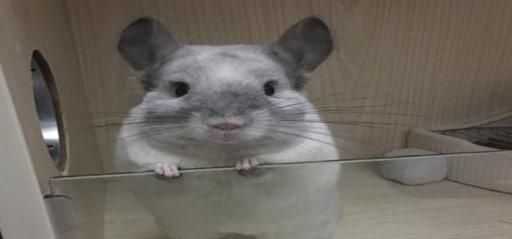 新手养龙猫快速上手技巧
