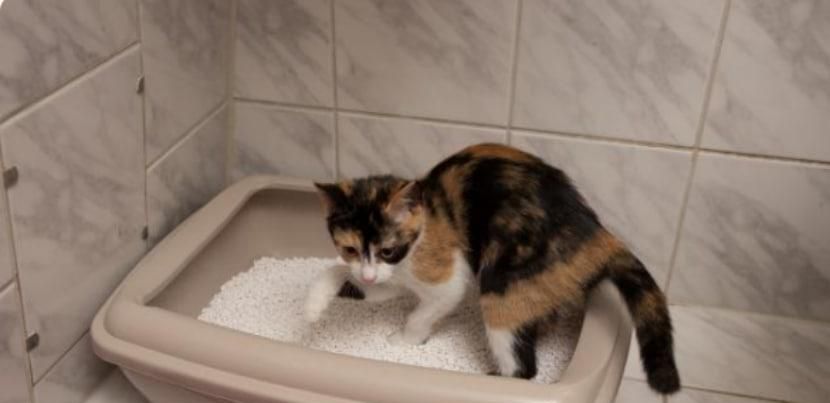 猫咪生病的症状有哪些
