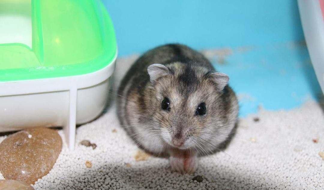 仓鼠嘴里藏食物怎么办