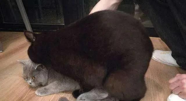 如何判断猫咪配对成功