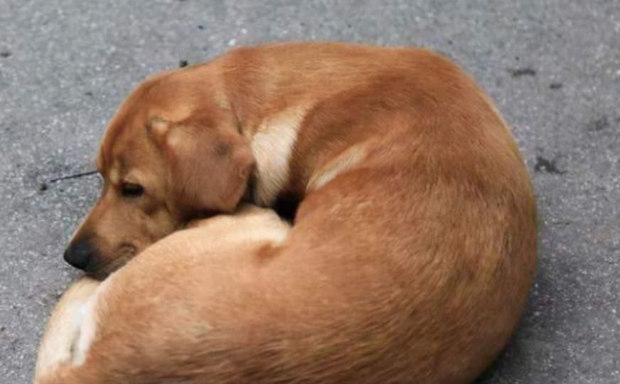 狗狗怕冷是真的吗