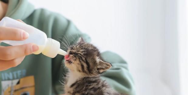 刚生下的小猫需要怎么护理