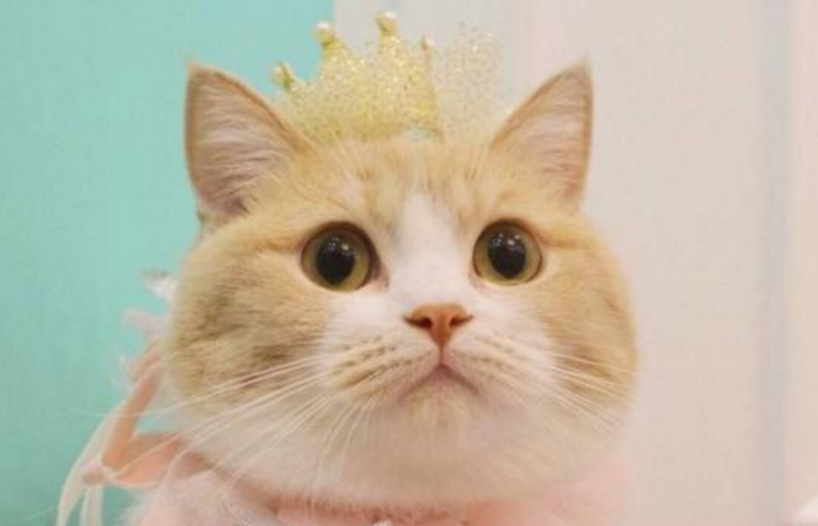 五个月的小猫被配了怎么办