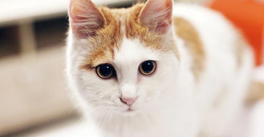 猫咪肾衰有哪些危害