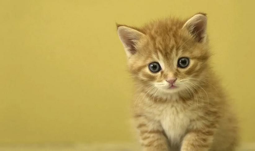 猫抖着尾巴向后滋尿怎么解决