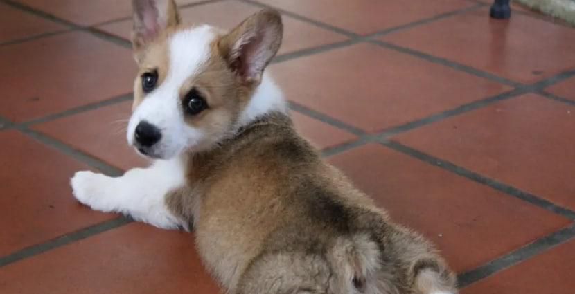 柯基犬腿为什么那么短