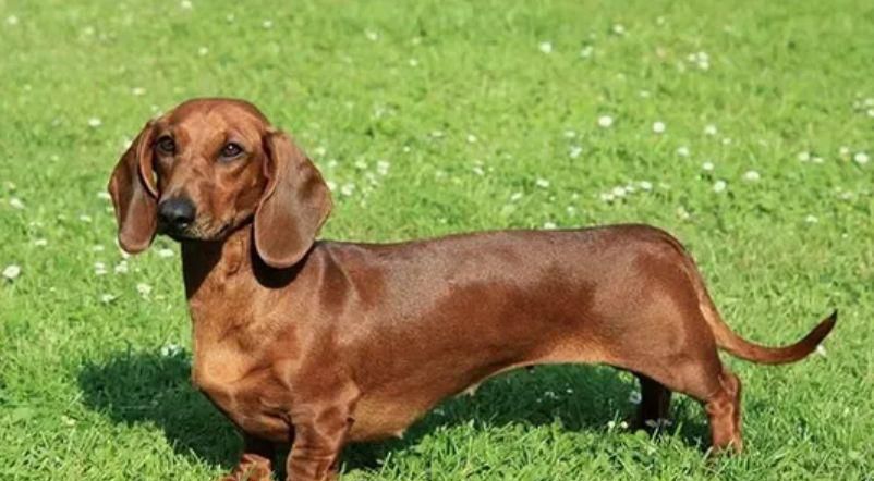 腊肠犬的价格和饲养方式