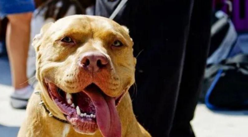 中国十大禁犬都有哪些