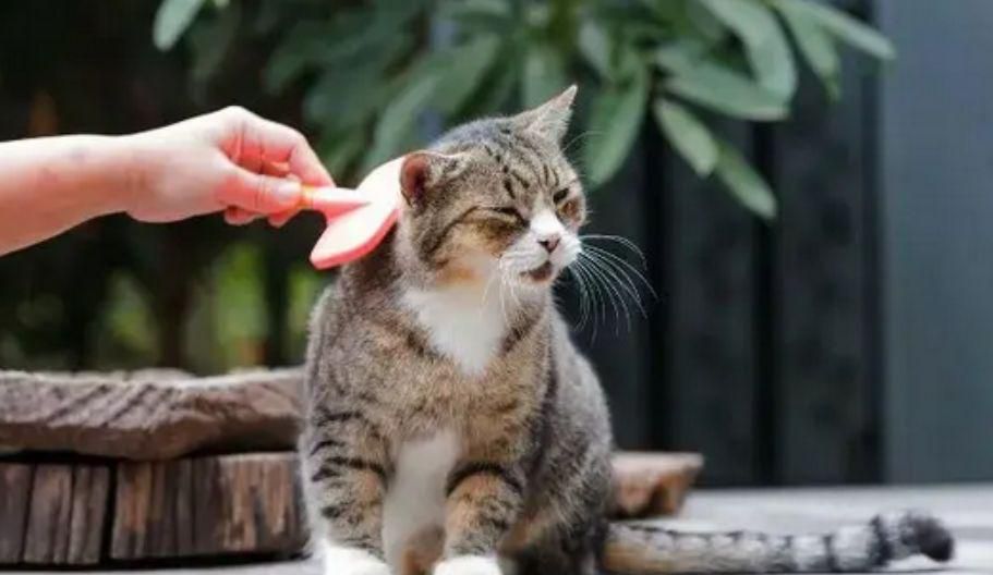 猫春天掉毛怎么办