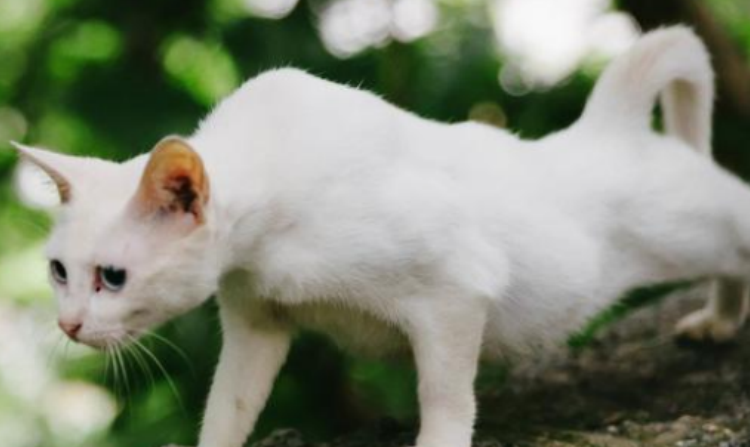 猫咪快速增肥的方法