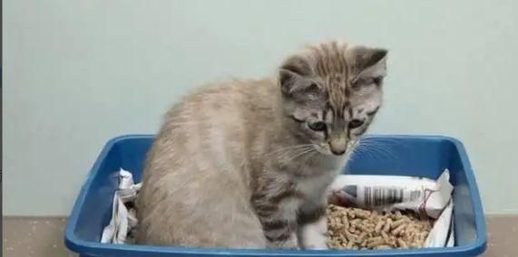 猫拉不出来屎尿怎么办