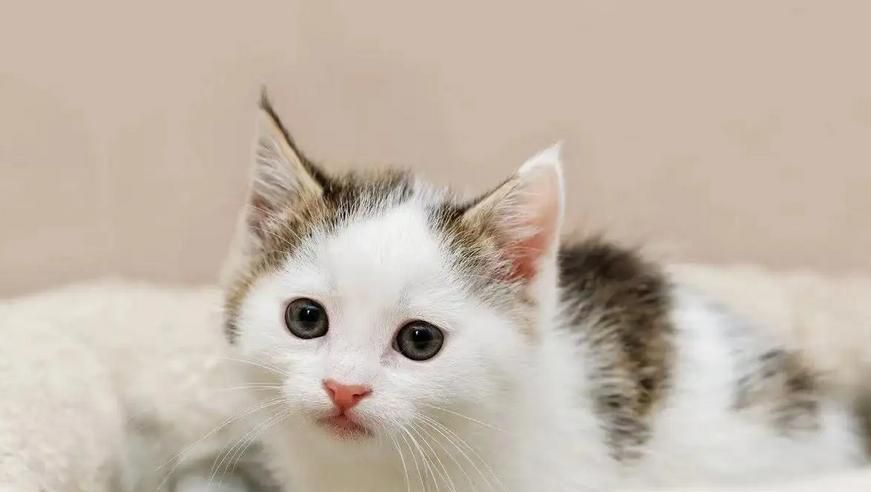 怎样预防猫咪生病