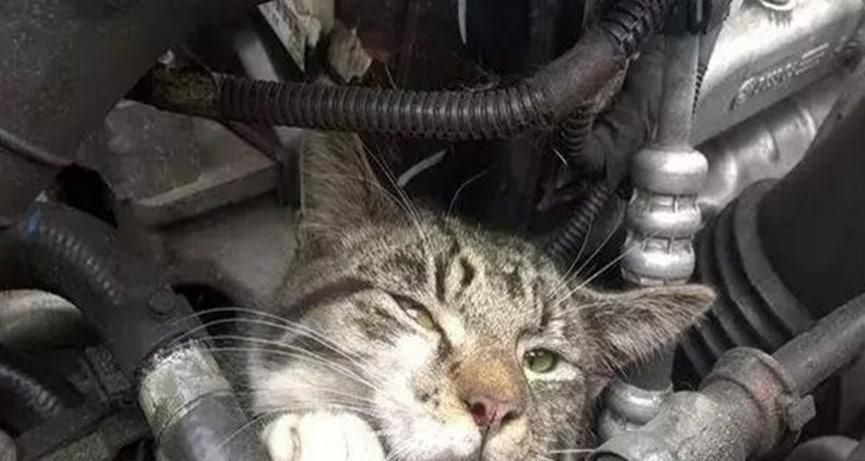 猫钻进汽车引擎盖怎么办