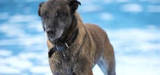 为什么马犬不合适家养