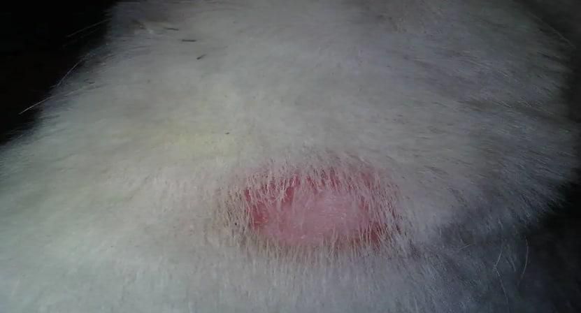狗狗皮肤病都有哪几种?这些症状需要注意!